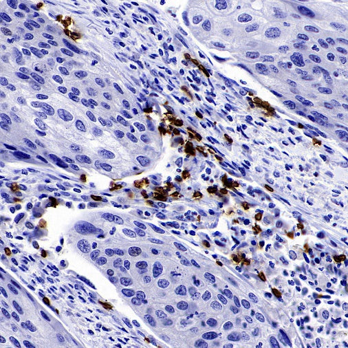 Glycophorin A Recombinant Rabbit mAb (SDT-3349)