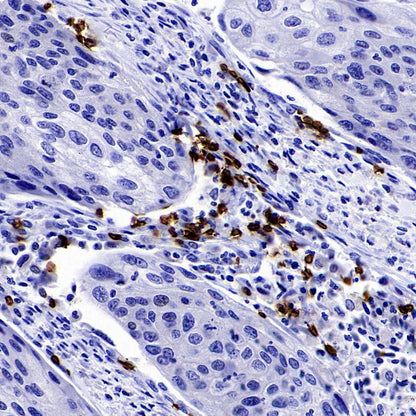 Glycophorin A Recombinant Rabbit mAb (SDT-3349)