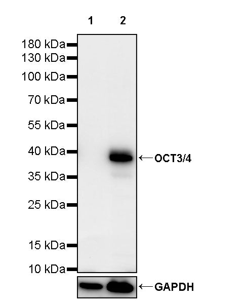 OCT3/4 Recombinant Rabbit mAb (SDT-165-76)