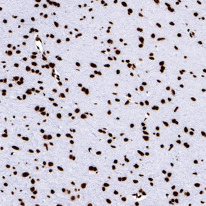 Histone H3 (di+tri methyl K79) Recombinant Rabbit mAb (S-854-48)