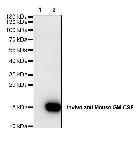 Invivo anti-Mouse GM-CSF Recombinant mAb