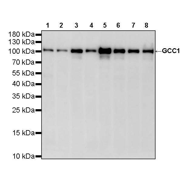 GCC1 Recombinant Rabbit mAb (S-4449-71)