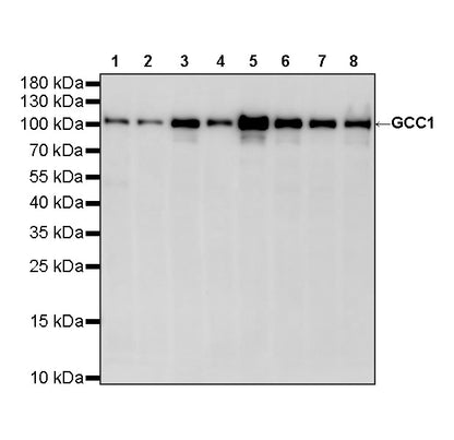 GCC1 Recombinant Rabbit mAb (S-4449-71)
