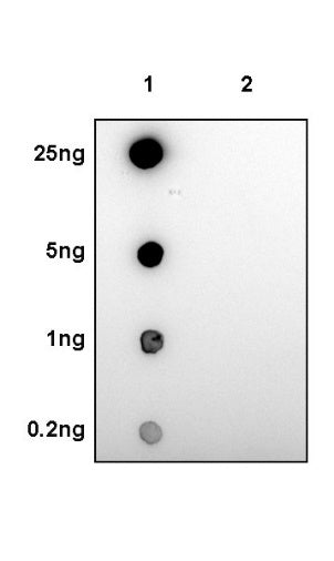 Tau (phospho S214) Recombinant Rabbit mAb (S-1032-326)
