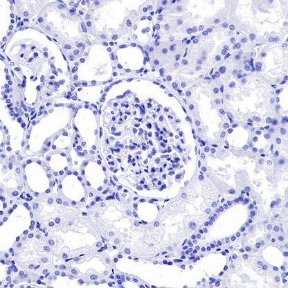Rabbit mAb IgG Isotype Control (S-240-1)