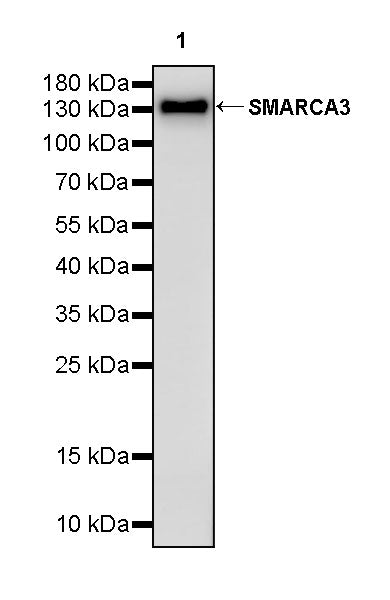 SMARCA3 Recombinant Rabbit mAb (S-3575-154)
