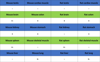 PAPSS1 Recombinant Rabbit mAb (S-3516-23)
