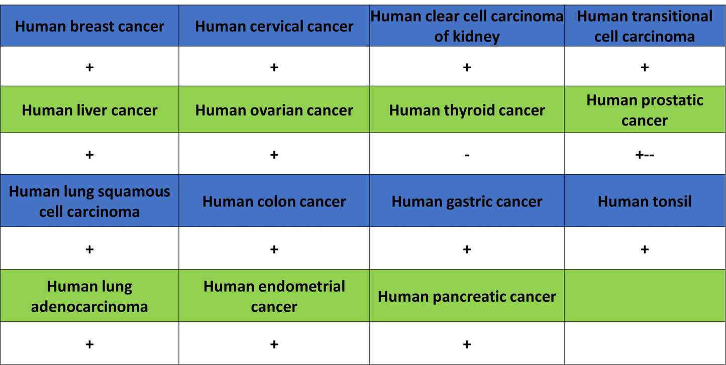 Transferrin Receptor Recombinant Rabbit mAb (S-4791)