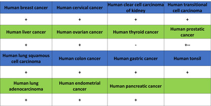 Transferrin Receptor Recombinant Rabbit mAb (S-4791)