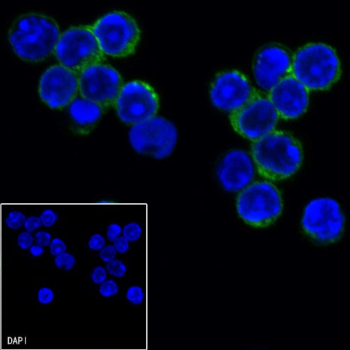CD69 Rat mAb (S-878-22)