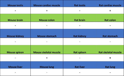 CA4 Recombinant Rabbit mAb (S-2339-24)