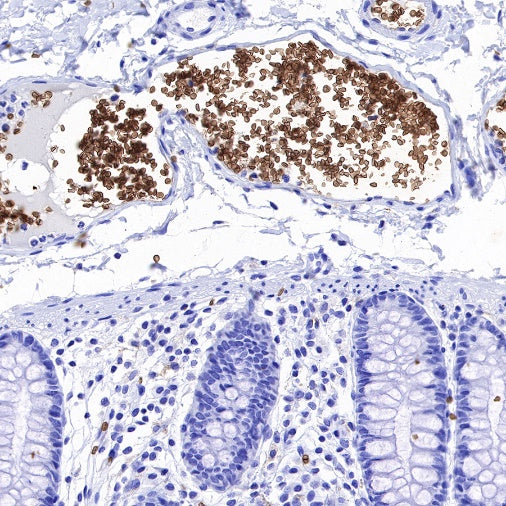 Glycophorin C Recombinant Rabbit mAb (S-027-214)