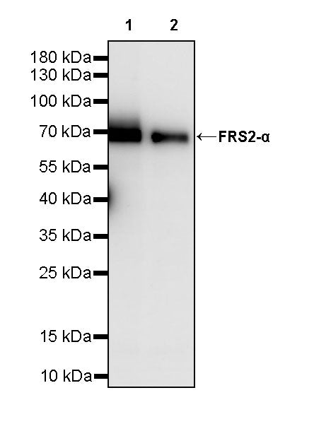FRS2-α Recombinant Rabbit mAb (S-4065-67)