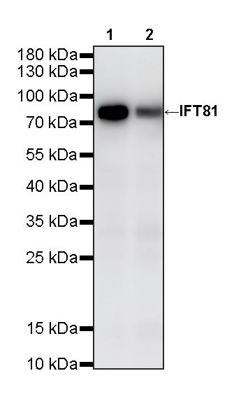 IFT81 Mouse mAb