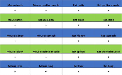 DLX5 Recombinant Rabbit mAb (S-2785-79)