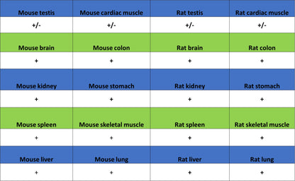 ALDH2 Recombinant Rabbit mAb (S-4173-20)