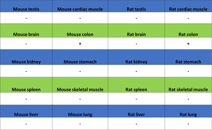 NeuroD1 Recombinant Rabbit mAb (SDT-3843-59)