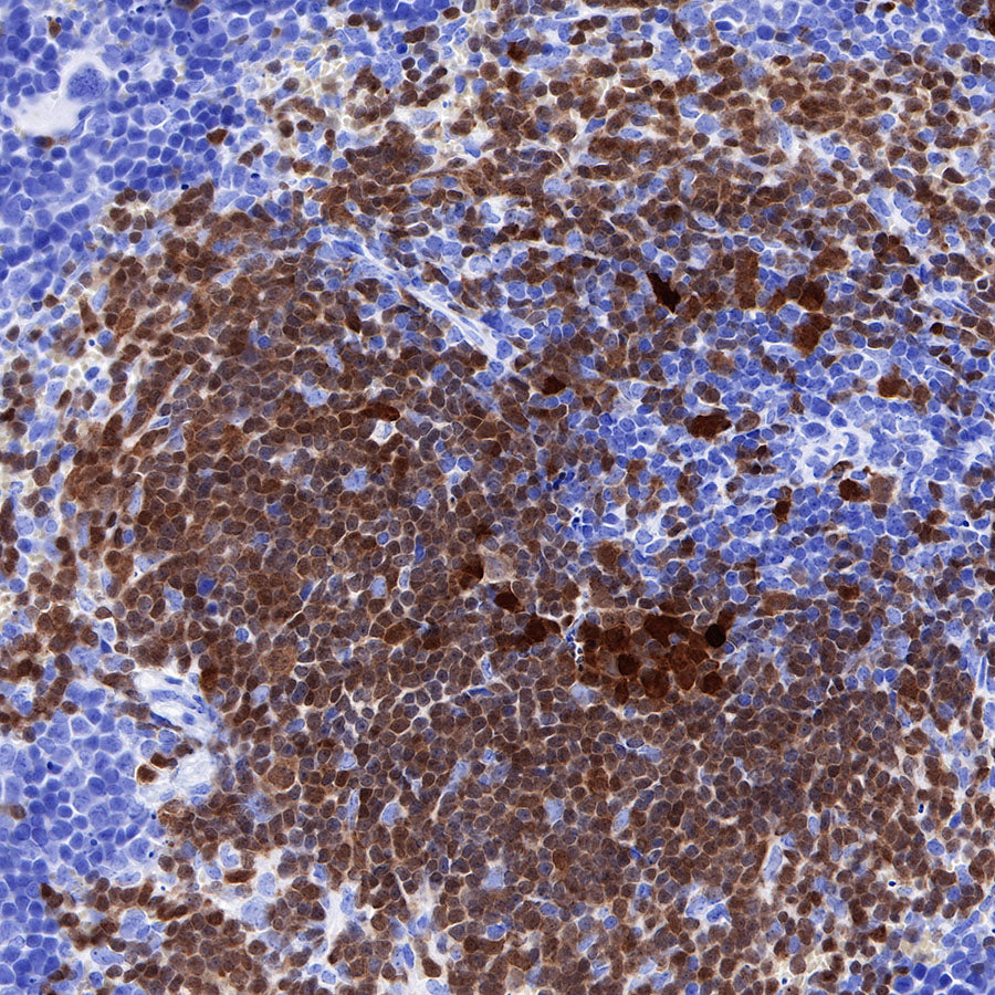 BOB-1 Recombinant Rabbit mAb (SDT-263-55)