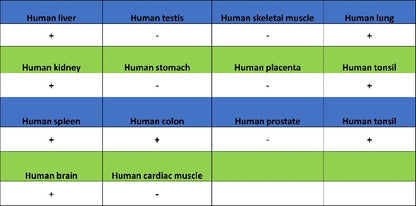 FYN Recombinant Rabbit mAb (S-2157-52)