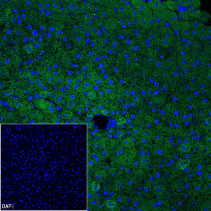 PCK1 Rabbit Polyclonal Antibody