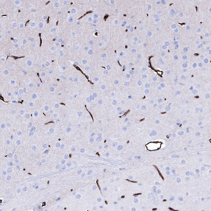 S-RMab® GLUT1 Recombinant Rabbit mAb (SDT-047-53)