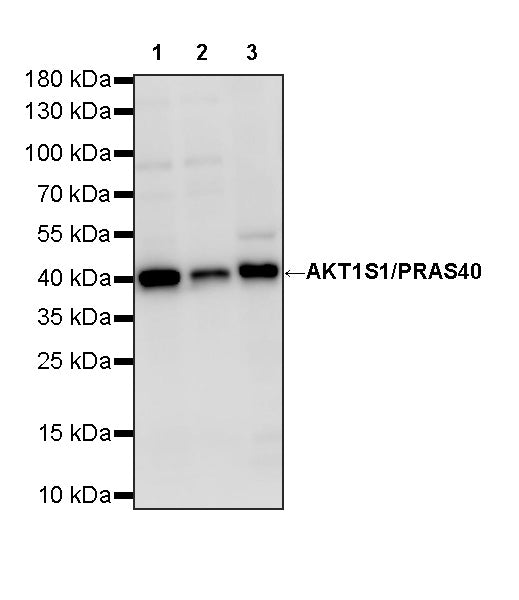 AKT1S1/PRAS40 Recombinant Rabbit mAb (S-4240-49)