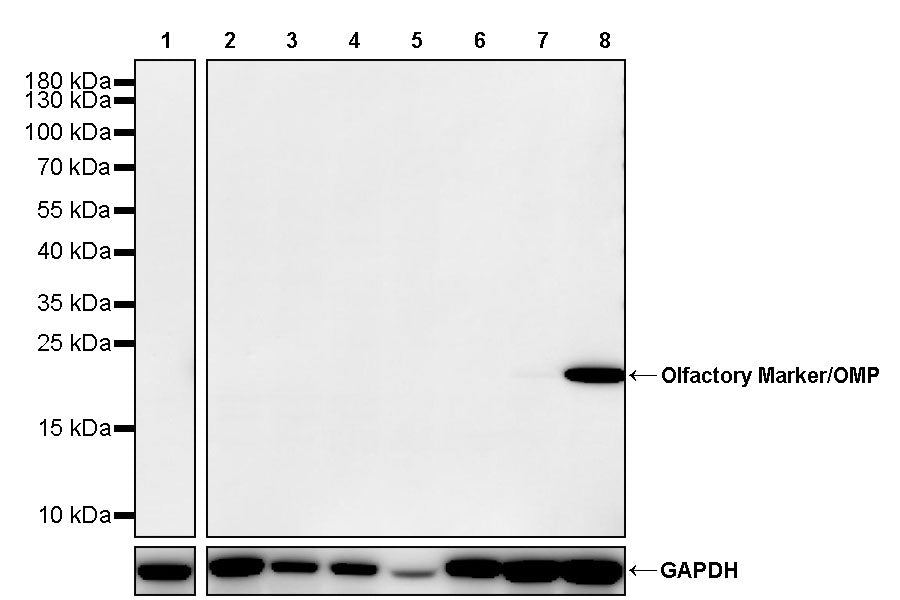 Olfactory Marker/OMP Recombinant Rabbit mAb (S-3513-32)