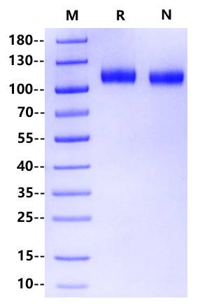 Biotinylated CDCP1 His&Avi Tag Protein, Human