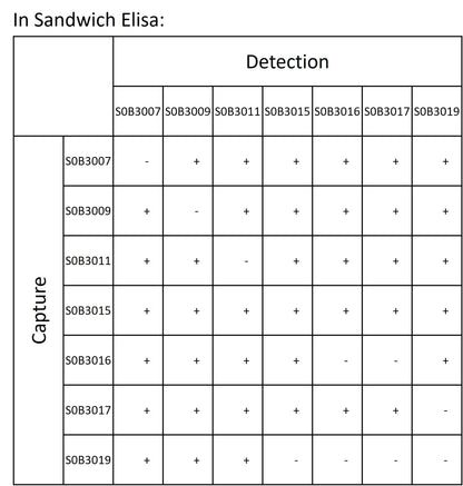 SARS-CoV-2 Nucleocapsid Protein Recombinant Rabbit mAb (SDT-021-7)