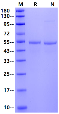 DLL3 His Tag Protein, Cynomolgus
