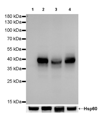 CD40 Recombinant Rabbit mAb,PBS Only (SDT-145-45)