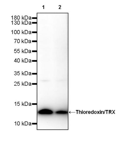 Thioredoxin/TRX Recombinant Rabbit mAb (S-1862-26)
