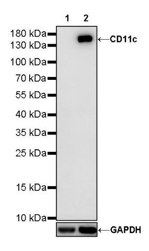 CD11c Recombinant Rabbit mAb (SDT-396-48)