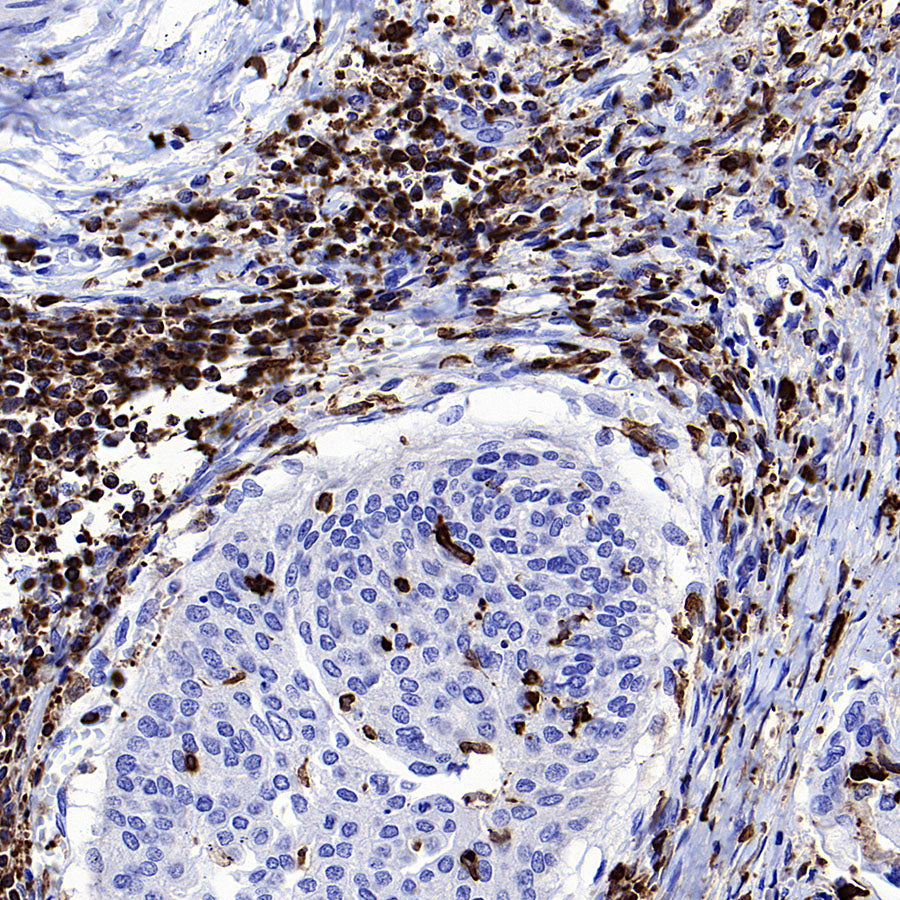 FOXO4 Recombinant Rabbit mAb (S-3527-19)