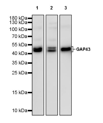 GAP43 Rabbit Polyclonal Antibody-Neuronal Marker