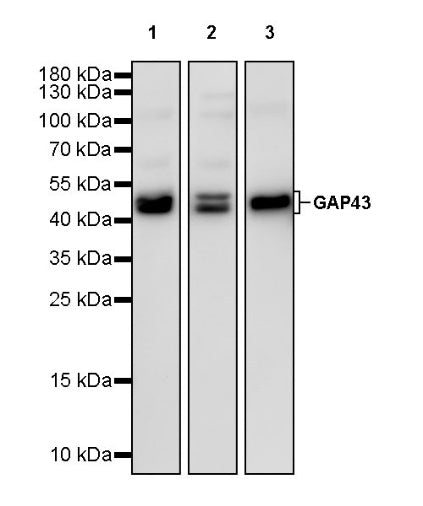 GAP43 Rabbit Polyclonal Antibody-Neuronal Marker
