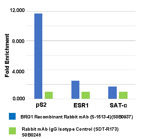 BRG1 Recombinant Rabbit mAb (S-1513-4)