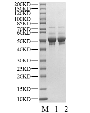 CDK11p58 Protein, Human