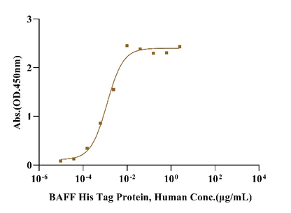 Biotinylated BAFFR/TNFRSF13C Fc&Avi Tag Protein, Human