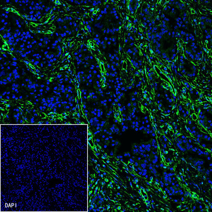 Vimentin Recombinant Rabbit mAb,PBS Only (SDT-029-20)