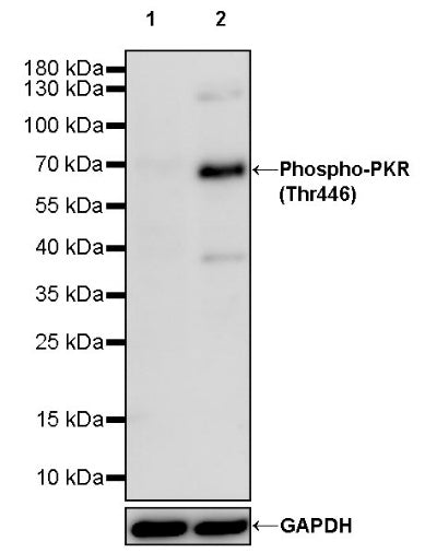 Phospho-PKR (Thr446) Recombinant Rabbit mAb (S-771-17)