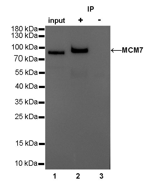 MCM7 Recombinant mAb (SDT-062-18)