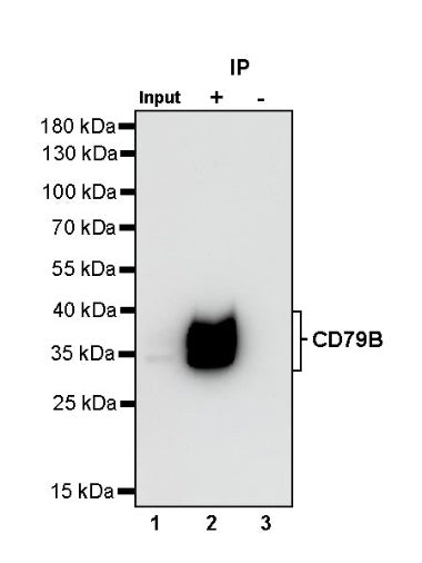 S-RMab® CD79B Recombinant Rabbit mAb (SDT-R513)
