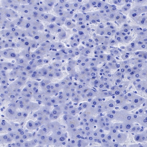 CD90 Recombinant Rabbit mAb (SDT-349-164)