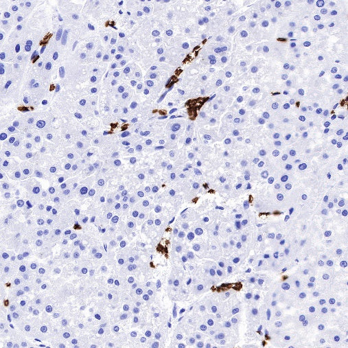 CD235a/Glycophorin A Recombinant Rabbit mAb (SDT-R279)