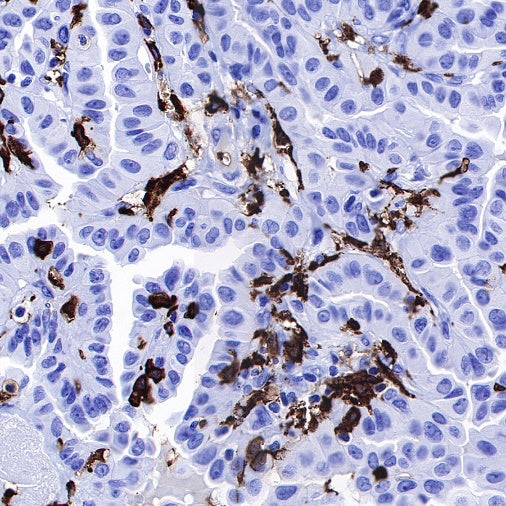 Iba1 Recombinant Rabbit mAb (S-484-18)