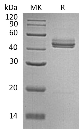 IL-23 Protein, Mouse