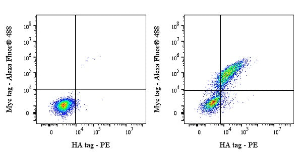 HA tag Recombinant Rabbit mAb (PE Conjugate) (S-4144)