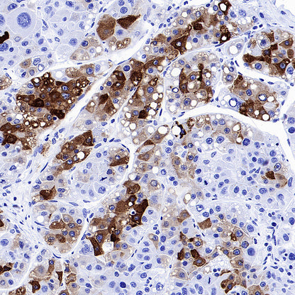 CYP3A4 Recombinant Rabbit mAb (S-2281-146)