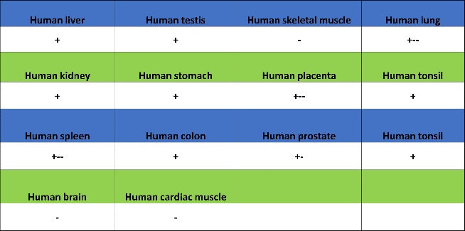MYG1 Recombinant Rabbit mAb (S-2248-25)